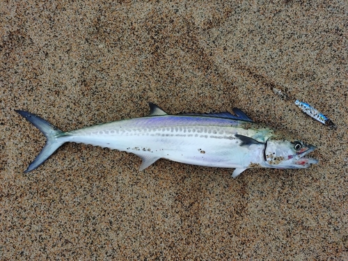 サゴシの釣果