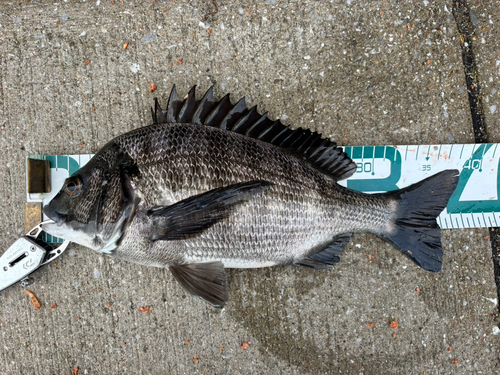 チヌの釣果