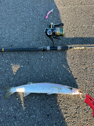 カマスの釣果