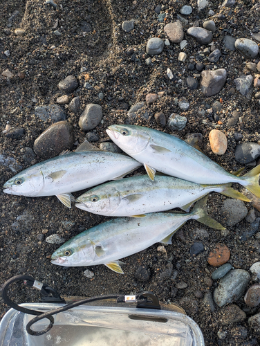 ワカシの釣果