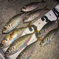 アジの釣果