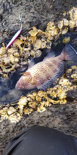 オオモンハタの釣果