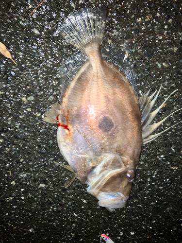 マトウダイの釣果