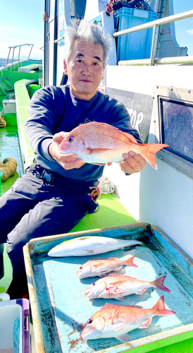 マダイの釣果