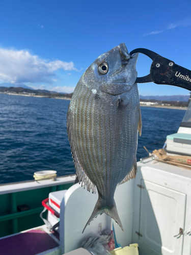 ヘダイの釣果