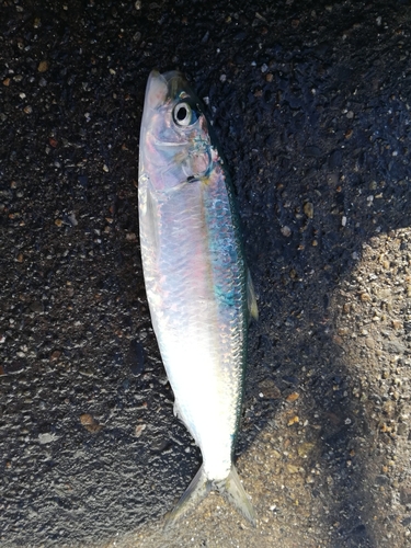 イワシの釣果