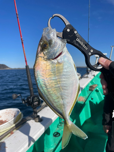 カイワリの釣果