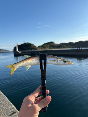 カマスの釣果