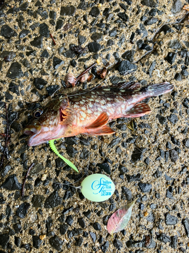 アラカブの釣果