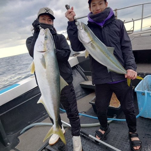 ヒラマサの釣果