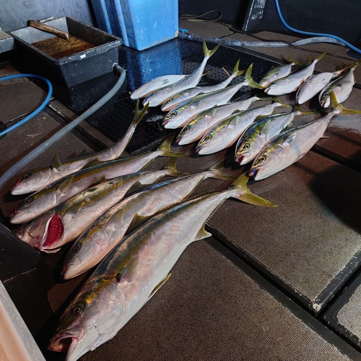 九三丸さんの釣果 3枚目の画像