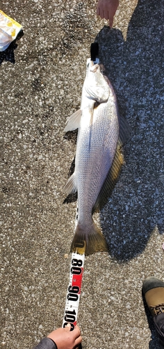 ニベの釣果