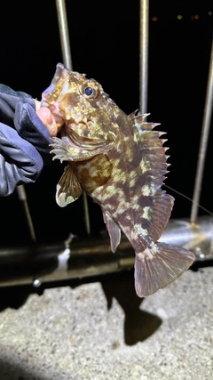 カサゴの釣果