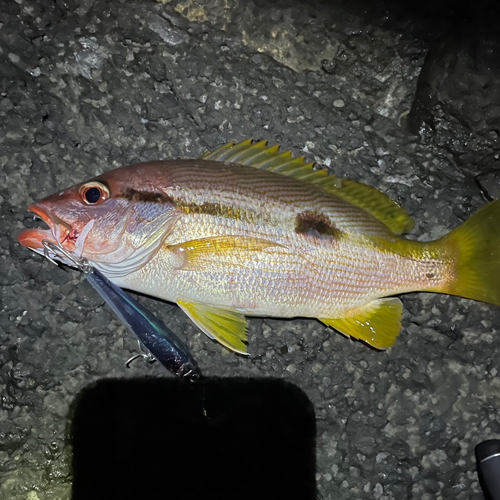 ヨコスジフエダイの釣果