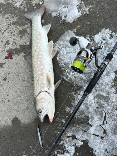 アメマスの釣果