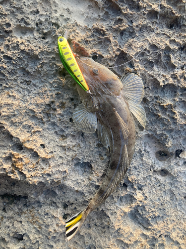 ミナミマゴチの釣果