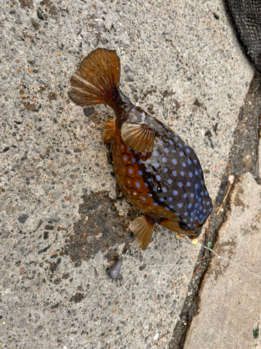 館山湾