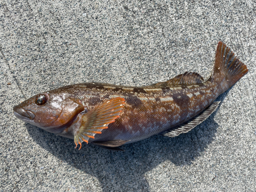 アイナメの釣果