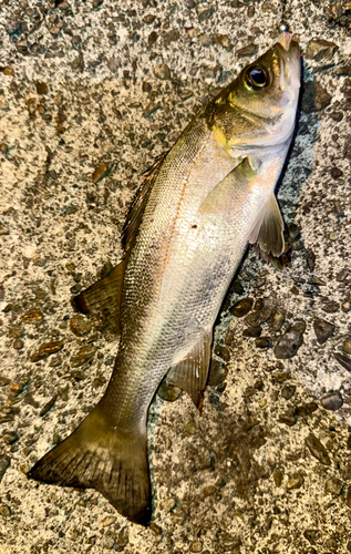 セイゴ（マルスズキ）の釣果