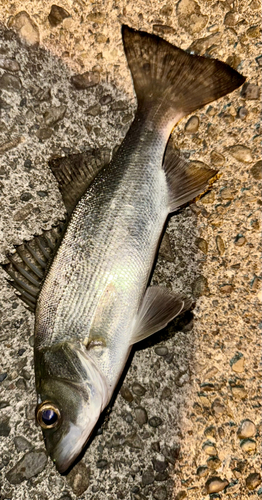 セイゴ（マルスズキ）の釣果