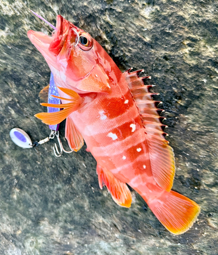 アカハタの釣果