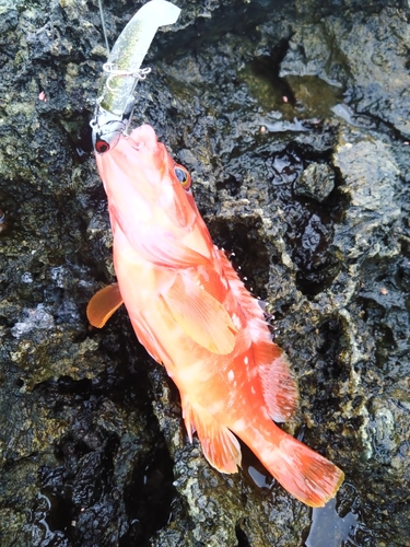 アカハタの釣果