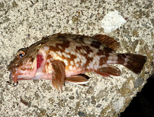 カサゴの釣果