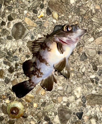 メバルの釣果