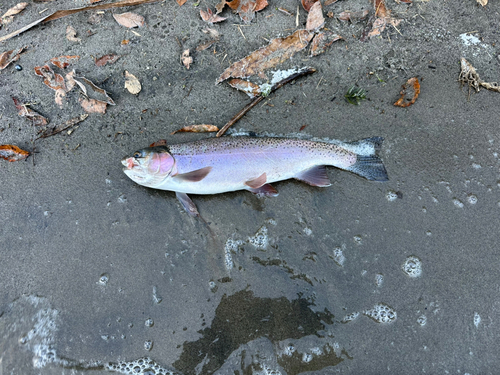 ニジマスの釣果