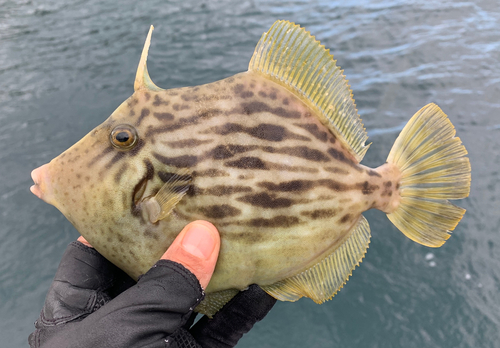 カワハギの釣果