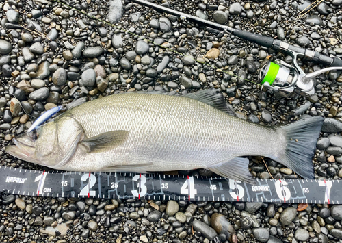 ヒラスズキの釣果