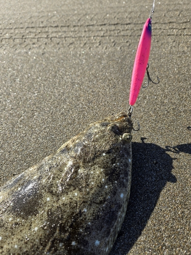 ソゲの釣果