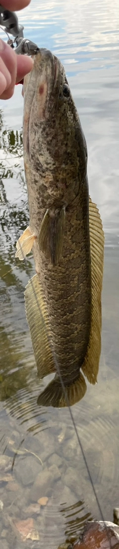 ライギョの釣果