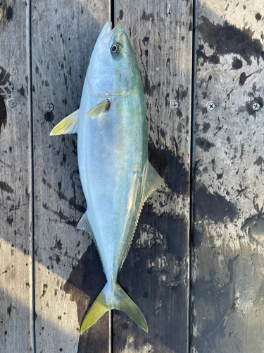 イナダの釣果