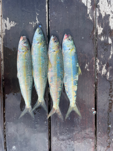 カタボシイワシの釣果