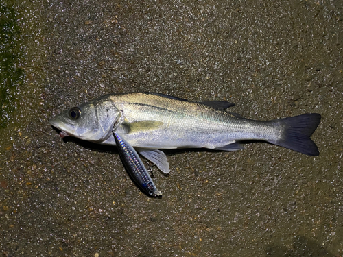 セイゴ（マルスズキ）の釣果