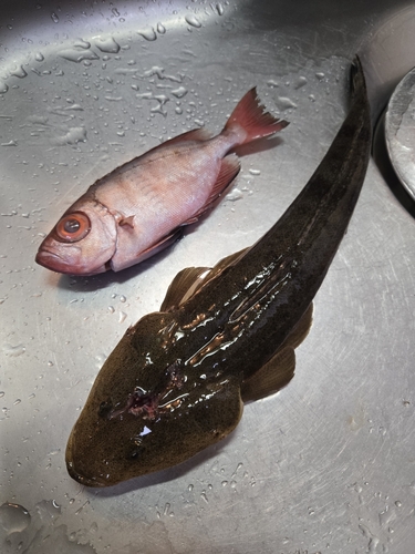 マゴチの釣果