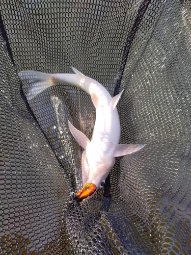 ニゴイの釣果