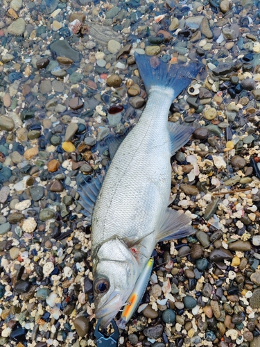 ヒラスズキの釣果