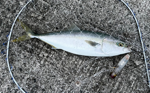 ヤズの釣果