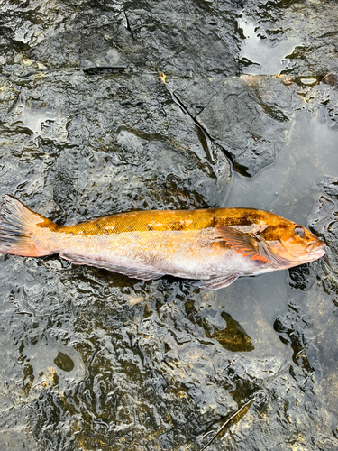 アイナメの釣果