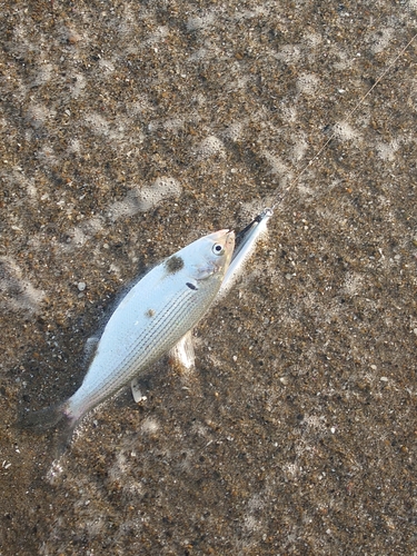 コノシロの釣果