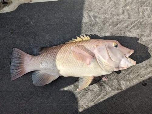 コブダイの釣果