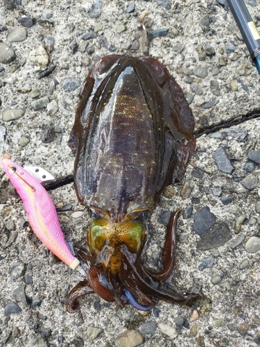 アオリイカの釣果