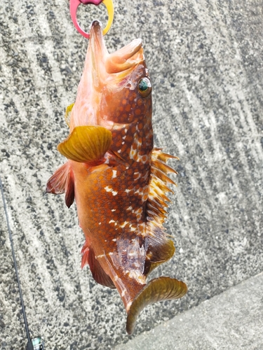 キジハタの釣果