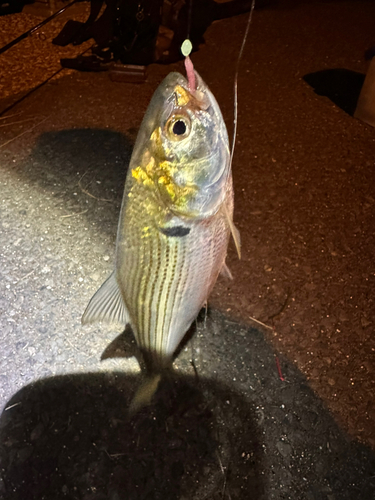 コノシロの釣果