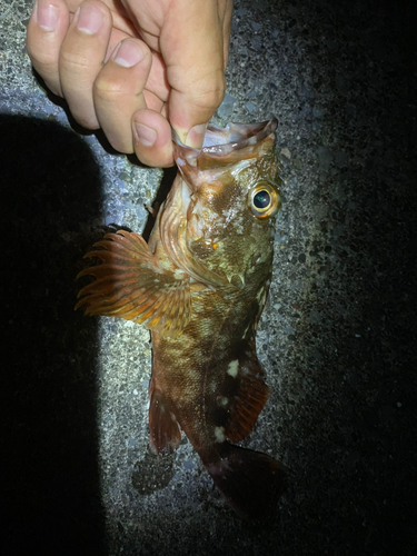 カサゴの釣果