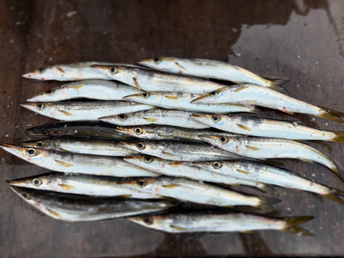 アカカマスの釣果