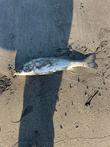 セイゴ（マルスズキ）の釣果