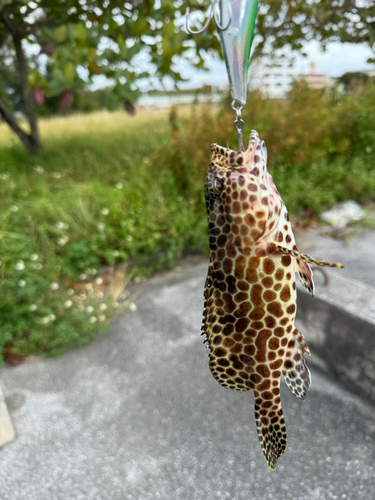 イシミーバイの釣果